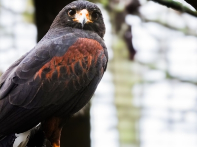 Amerikaanse woestijnbuizerd - De Zonnegloed - Dierenpark - Dieren opvangcentrum - Sanctuary